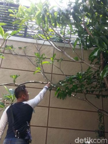 Tinggi pagar di rumah yang dicuri mencapai 6 meter