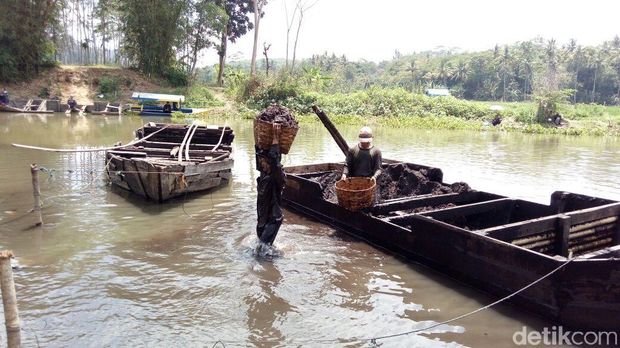 Bergelut dengan Gambut, Rezeki dari Dasar Rawa Pening