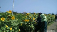 Dulunya, masuk ke taman bunga matahari ini tidak dipatok biaya. Namun untuk biaya retribusi, sekarang dikenakan tarif Rp 5 ribu per orang (Usman Hadi/detikTravel)
