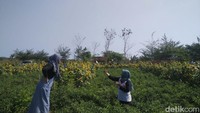 Ribuan bunga matahari tersebut berada di pematang sawah milik Etik Purwanti (33), warga Dusun Tegalsari, Desa Srigading. Awalnya Etik hanya iseng saja untuk menanam bersama anak laki-lakinya (Usman Hadi/detikTravel)