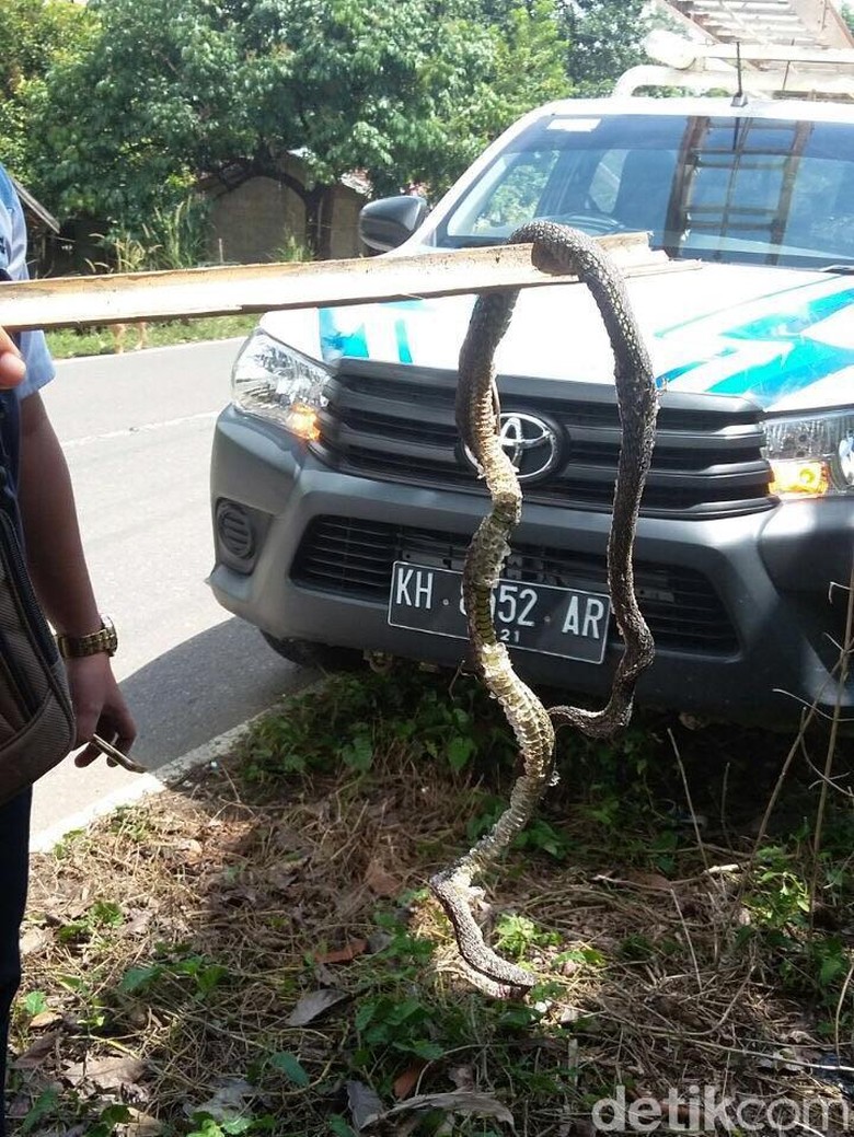 Ini Penampakan Ular Kesetrum Yang Bikin Listrik Padam Di Kalteng