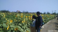 Lahan persawahan di Desa Srigading, Kecamatan Sanden, Kabupaten Bantul punya ladang unik yang ditumbuhi Bunga Matahari. Pemandangannya cantik nan instagenic! (Usman Hadi/detikTravel)