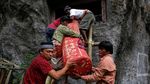 Melihat Manene, Ritual Mengganti Kain Jenazah di Toraja