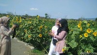 Jumlahnya pun juga bukan ratusan lagi, tetapi ribuan bunga tertanam di ladang sawah ini (Usman Hadi/detikTravel)