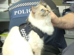 Ini Tia, Kucing Polisi Menggemaskan yang Hobi Tidur Siang
