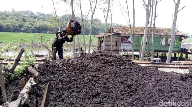 Bergelut dengan Gambut, Rezeki dari Dasar Rawa Pening