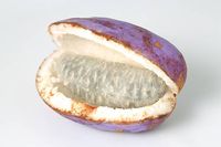 Akebi, Buah Ungu dari Jepang dengan Biji Seperti Markisa