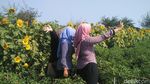Foto: Taman Bunga Matahari di Bantul yang Seperti di Luar Negeri