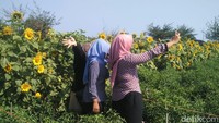 Tidak jarang, sekarang banyak yang menjadikan taman ini sebagai destinasi wisata instagenic. Karena spotnya pun sangat keren untuk diunggah di sosmed! (Usman Hadi/detikTravel)