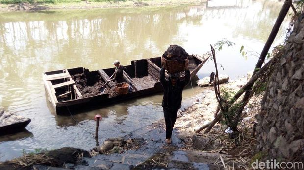 Bergelut dengan Gambut, Rezeki dari Dasar Rawa Pening