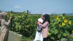 Foto: Taman Bunga Matahari di Bantul yang Seperti di Luar Negeri
