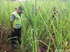 Tak Pulang-pulang, Seorang Nenek Ditemukan Tewas di Kebun Tebu