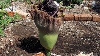 Bunga dengan nama latin amorphophallus paeonifolius itu tumbuh di lahan kosong bekas reruntuhan bangunan di Gang Sukamulya RT05 RW 09 Kelurahan Cikutra Kecamatan Cibeunying Kota Bandung.