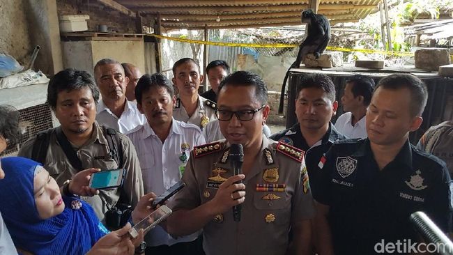 Pelihara Buaya Tanpa Izin, Pria di Cikarang Ditangkap