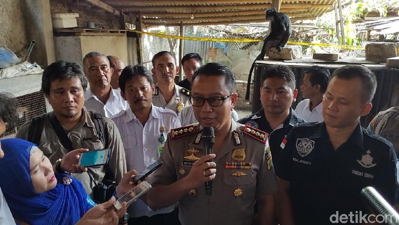 Pelihara Buaya Tanpa Izin, Pria di Cikarang Ditangkap Pelihara Buaya Tanpa Izin, Pria di Cikarang Ditangkap
