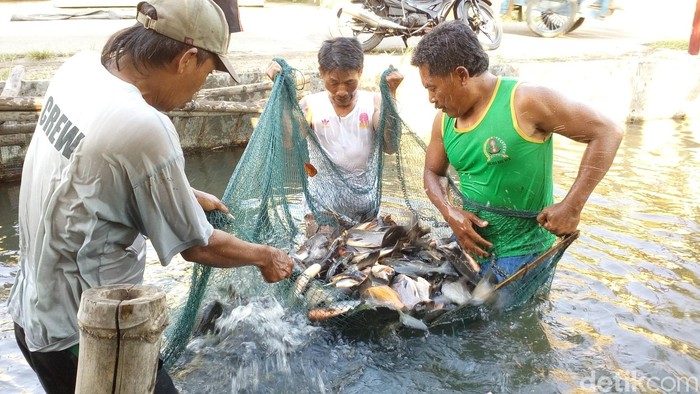 Sungai Kotor jadi Tempat Budidaya Ikan