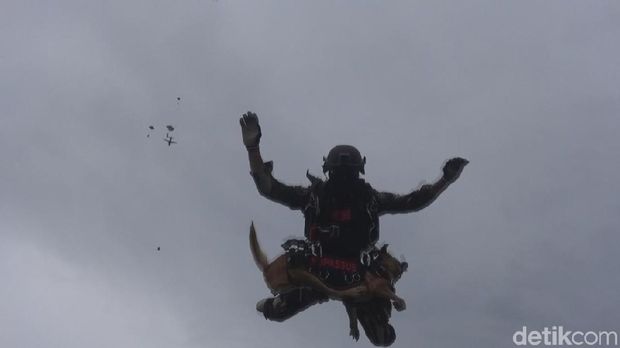 Terjun Payung Bawa Anjing, Kopassus Pecahkan Rekor MURI