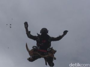 Video: Ketika Guguk Ikut Terjun Payung di Monas