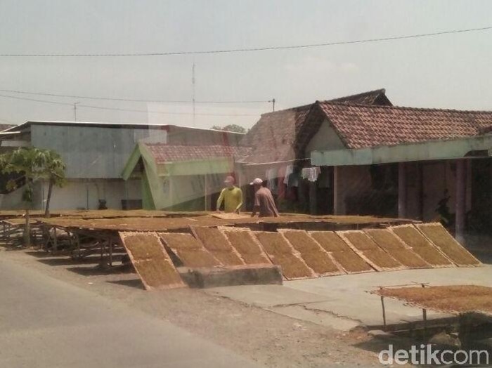 Hujan, Ratusan Hektar Lahan Tembakau di Lamongan Rusak