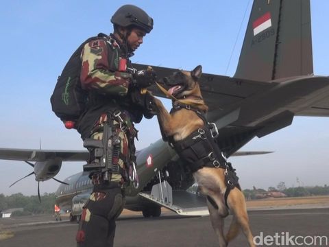 Terjun Payung Bawa Anjing, Kopassus Pecahkan Rekor MURI