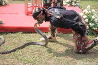 HUT Ke-72 TNI, Prajurit Kopassus 'Duel' degan Ular Berbisa