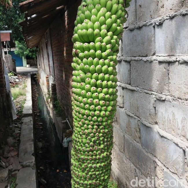 Aneh Tapi Nyata Ini Pohon Pisang  Berbuah Seribu  di Cirebon