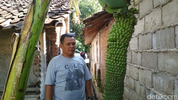 pohon pohon aneh dan ajaib Aneh Tapi Nyata Ini Pohon Pisang Berbuah Seribu di Cirebon