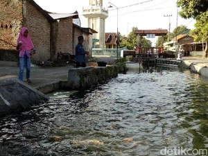 Sungai Kotor di Mojokerto ini Sekarang Menghasilkan Uang Puluhan Juta