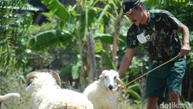 Tentara penggembala kambing di Rembang.