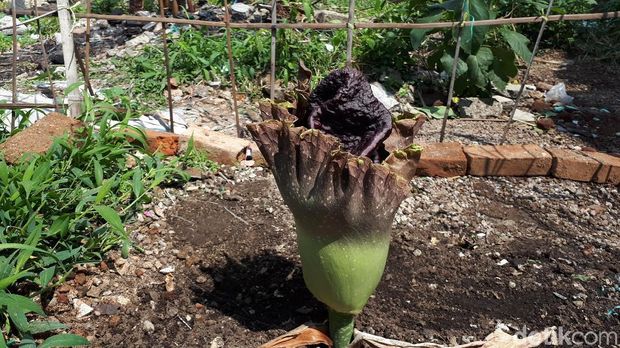 Tumbuhan Mirip Bunga Bangkai Jadi Tontonan Warga Cibeunying Bandung