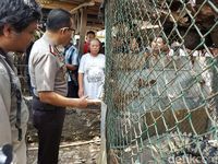 Ada dua buaya muara yang dipelihara di dalam kandang berukuran 5x3 meter