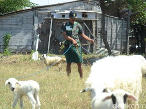 Sambilan Prajurit TNI Kita: dari Wasit Bola hingga Ngangon Kambing