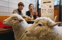 Kalau ke Seoul Bisa Makan di Kafe Ini Sambil Main dengan Rakun dan Domba