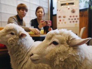 Kalau ke Seoul Bisa Makan di Kafe Ini Sambil Main dengan Rakun dan Domba