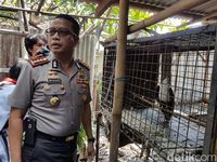 Ada elang bondol dan lutung jawa yang dipelihara LTO tanpa izin