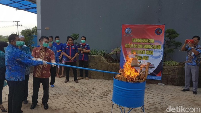 BNN Banten Musnahkan 3,2 Kg Ganja Selundupan