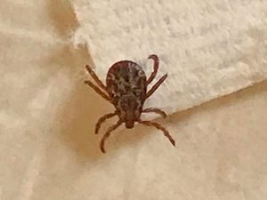 Corona Belum Juga Usai, China Laporkan Kasus Infeksi Virus Tick-Borne