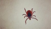 Kutu rusa (deer tick) atau lazim juga disebut kutu kaki hitam (black-legged tick) mengandung bakteri Borrelia burgdorferi yang dapat menyebabkan penyakit lyme pada kucing, anjing dan manusia. (Foto: instagram/llbphoto)