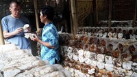 Ketua Pengurus YDBA Henry C Widjaja meninjau lokasi pembudidayaan jamur milik Hadiutama di Lombok, NTB. (YDBA).