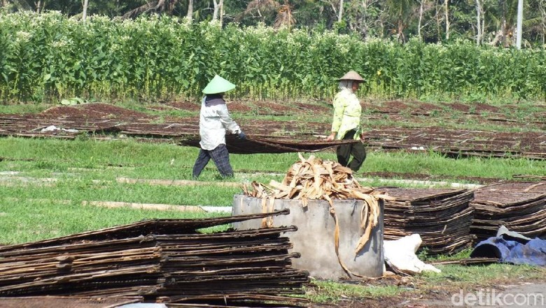 Magelang Diguyur Hujan Beberapa Hari, Harga Tembakau Rajangan Anjlok Magelang Diguyur Hujan Beberapa Hari, Harga Tembakau Rajangan Anjlok