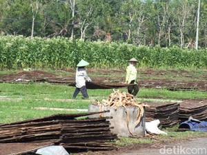 Magelang Diguyur Hujan Beberapa Hari, Harga Tembakau Rajangan Anjlok