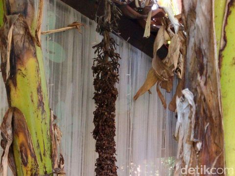 Pohon pisang sewu saat mengering/