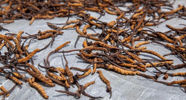 Inilah penampakan jamur ulat aneh dari dekat. Dipercaya banyak khasiat untuk menyehatkan badan (Dok. Himanshu Khagta/BBC Travel) Inilah penampakan jamur ulat aneh dari dekat. Dipercaya banyak khasiat untuk menyehatkan badan (Dok. Himanshu Khagta/BBC Travel)
