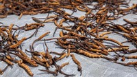 Inilah penampakan jamur ulat aneh dari dekat. Dipercaya banyak khasiat untuk menyehatkan badan  (Dok. Himanshu Khagta/BBC Travel)