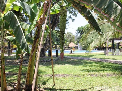 Pisang sewu di Hotel Singgasana/