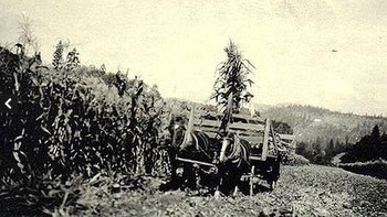 Meski terlihat kecil, UFO atau objek tak dikenal ini tampak di perkebunan Amerika Serikat di 1920-an. Foto: Telegraph