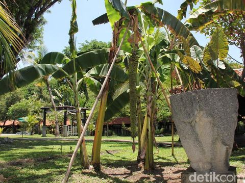 Pohon Pisang Berkembang Biak Dengan Cara – Bagis