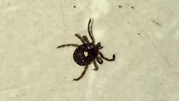 Kutu bintang tunggal (lone star tick) merujuk pada bintik yang ada di bagian atas tubuhnya. Gigitan kutu ini bisa menyebabkan penyakit tularemia, yang jika tak ditangani dengan tepat dapat menyebabkan kematian. (Foto: instagram/usdm_s15)