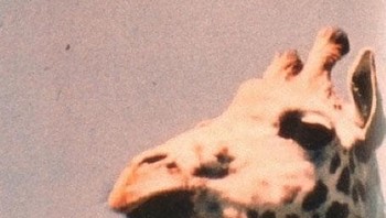 Ada UFO di dekat Plymouth Zoo, Devon, dijepret tahun 1972. Foto: Telegraph