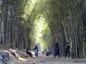 Mengintip Keindahan Hutan Bambu Surabaya yang Mirip Sagano Forest Jepang